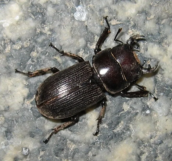Antelope Beetle - photo 2