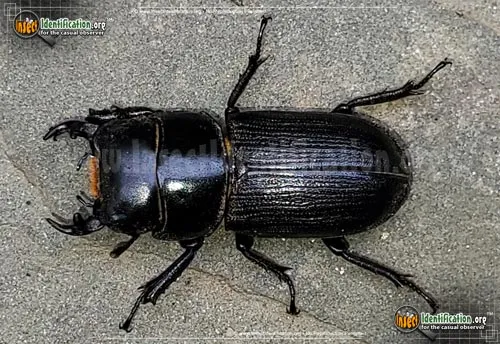 Antelope Beetle - photo 3