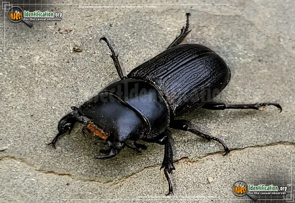 Antelope Beetle - photo 4