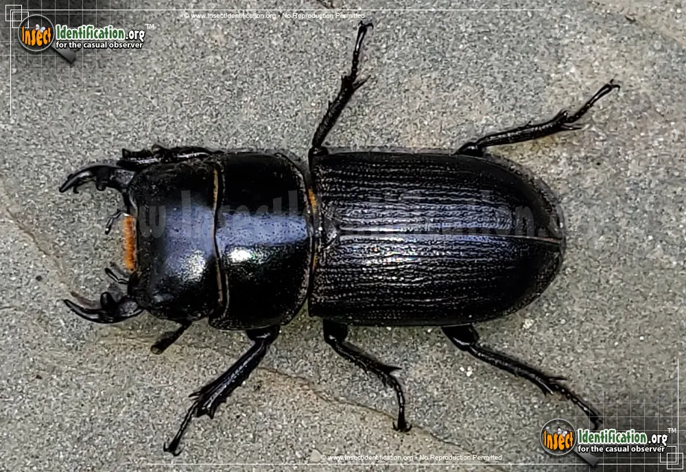 Antelope Beetle - photo 5