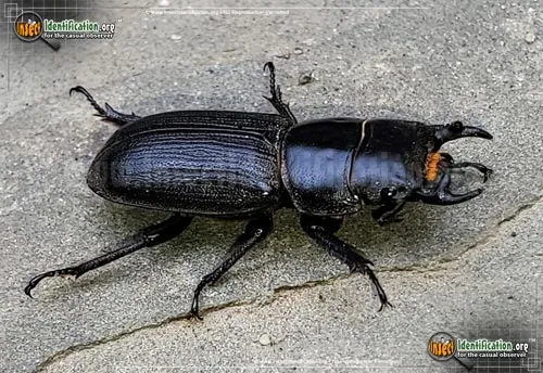 Antelope Beetle - photo 6