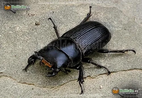 Antelope Beetle - photo 7