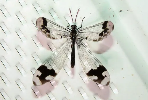 Antlion -Glenarus gratus