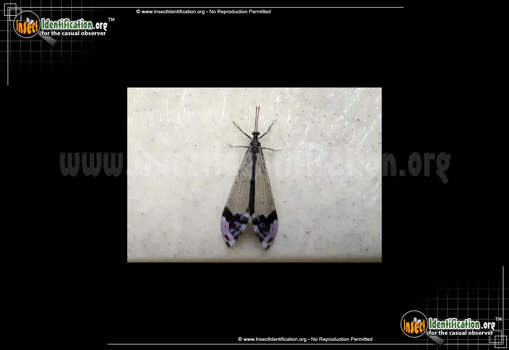 Antlion -Glenarus gratus - photo 6