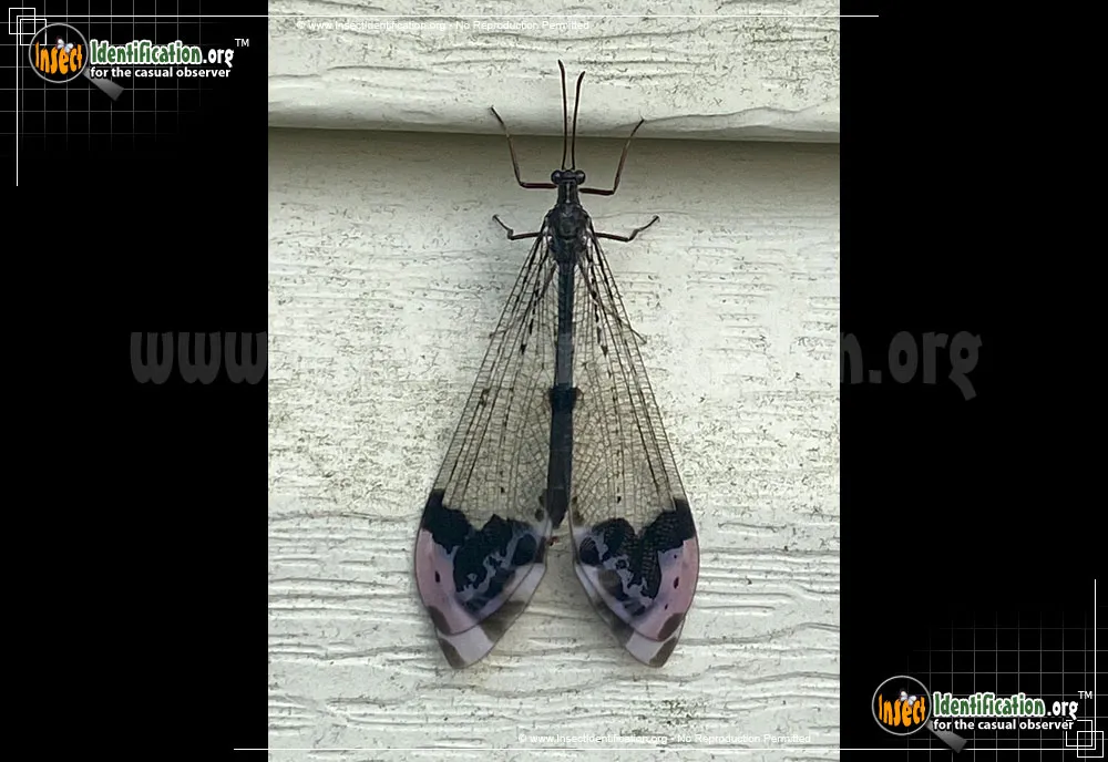 Antlion -Glenarus gratus - photo 7