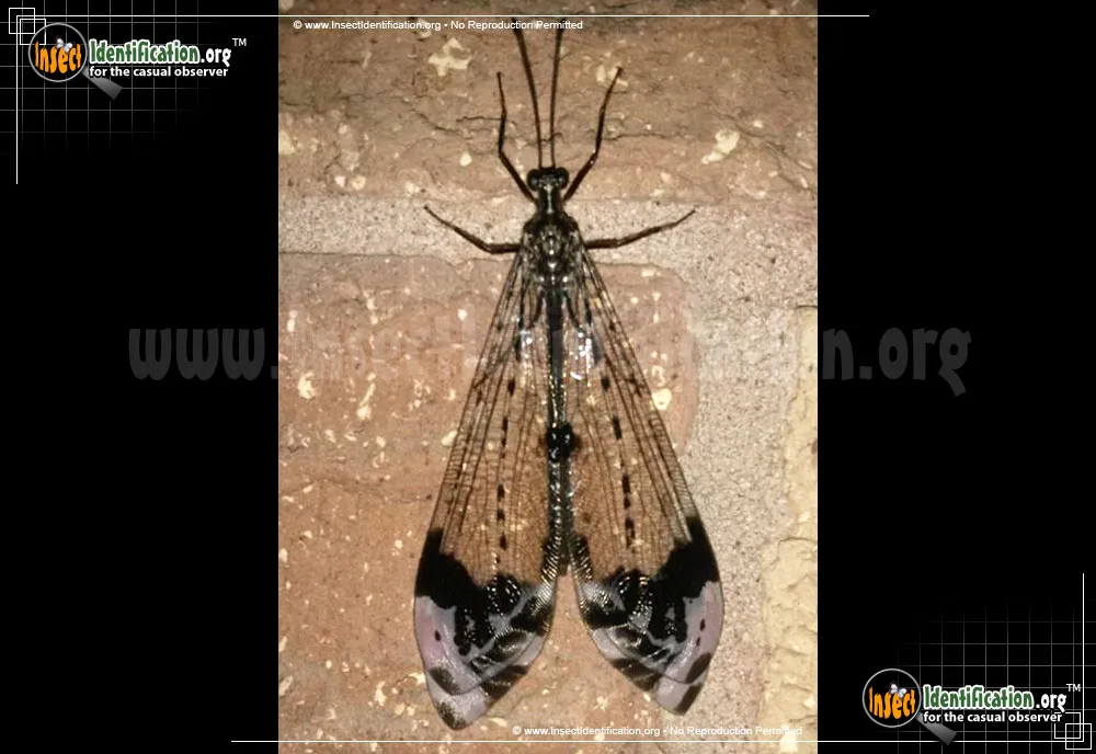 Antlion -Glenarus gratus - photo 8