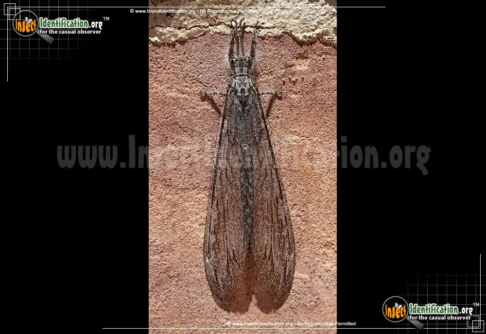 Antlion -Vella fallax - Vella fallax texana