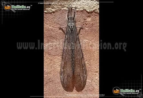 Antlion -Vella fallax - photo 2