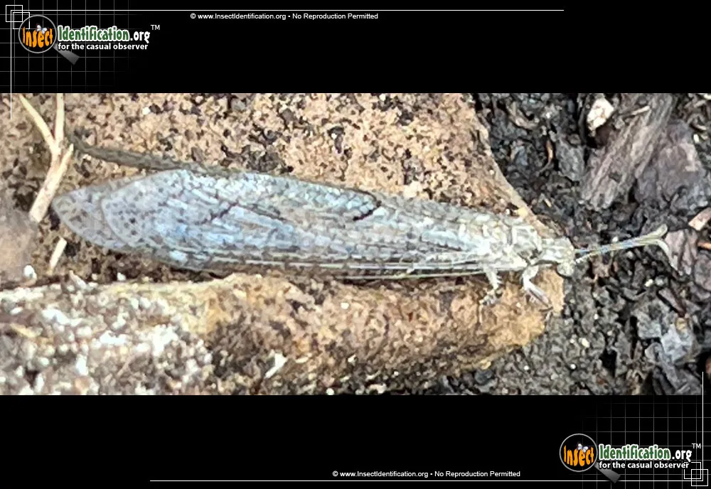 Antlion -Vella fallax - photo 3