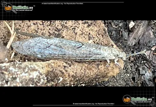 Antlion -Vella fallax - photo 4
