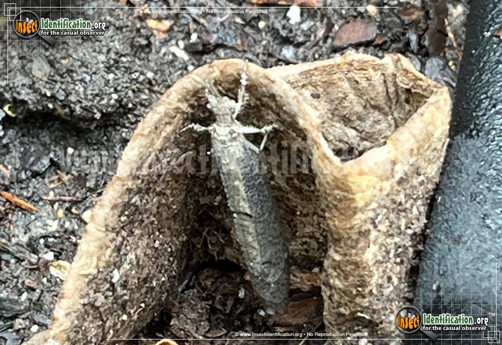 Antlion -Vella fallax - photo 5
