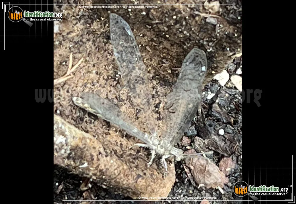 Antlion -Vella fallax - photo 7