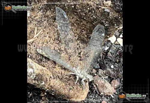 Antlion -Vella fallax - photo 8