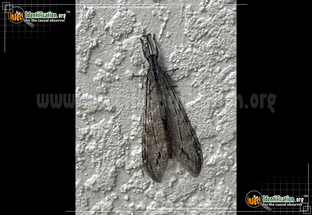 Antlion - Glenurus spp