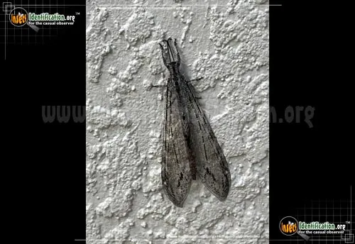 Antlion - photo 2