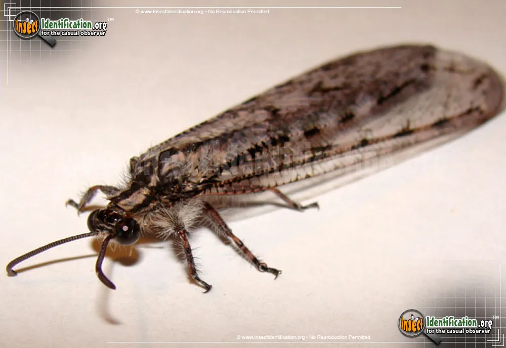 Antlion - photo 3