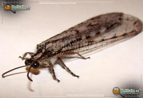 Antlion - photo 4