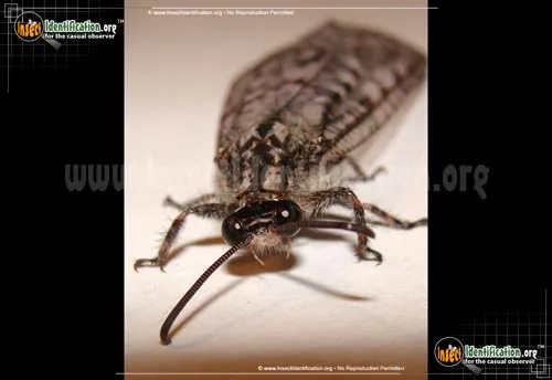 Antlion - photo 6