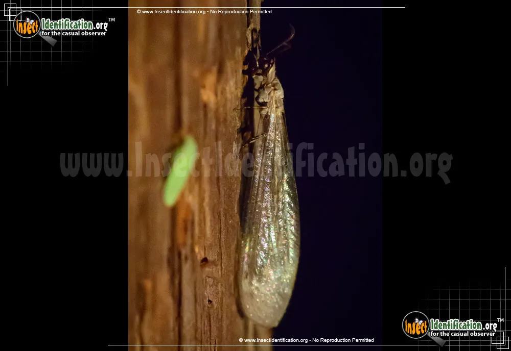 Antlion - photo 7