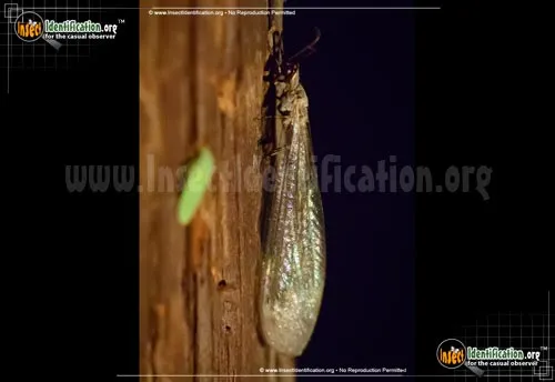 Antlion - photo 8