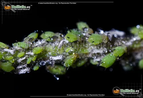 Aphids - photo 2