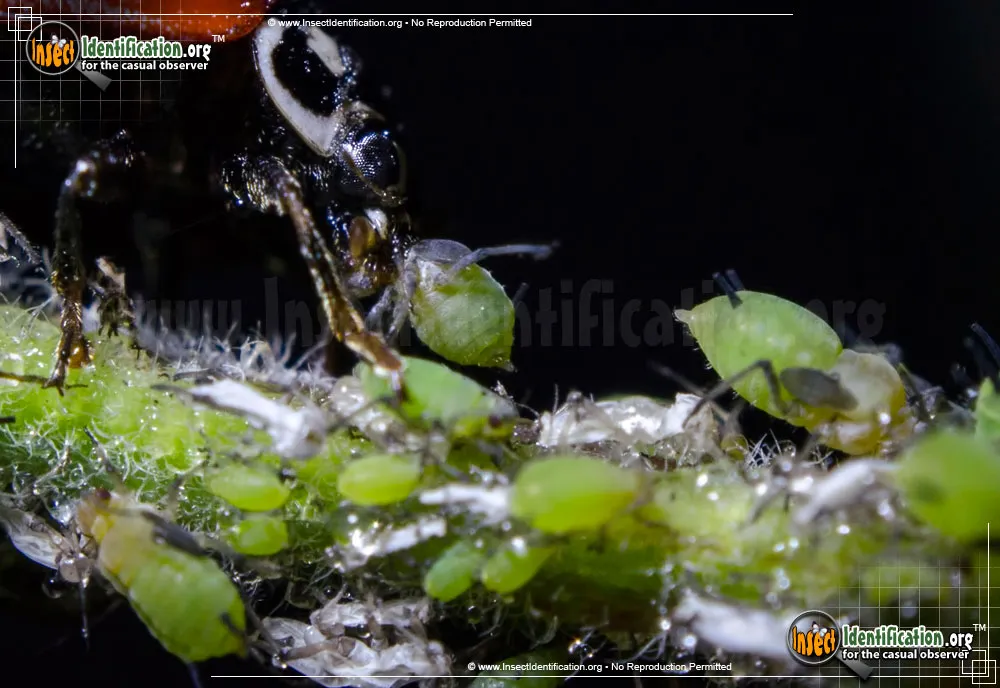 Aphids - photo 3