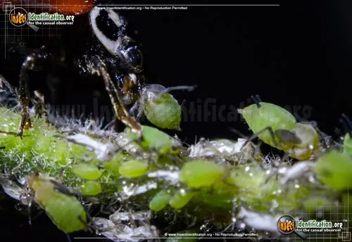 Aphids - photo 4