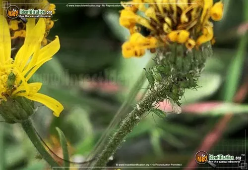 Aphids - photo 6