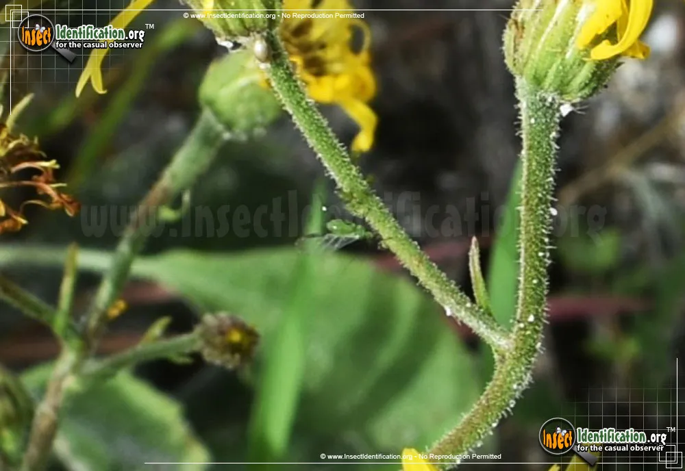 Aphids - photo 7