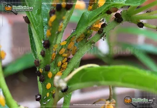 Aphids - photo 2