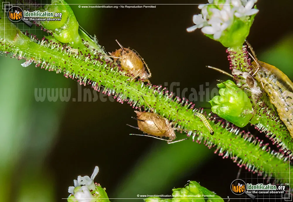 Aphids - photo 3
