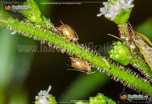 Aphids - photo 4