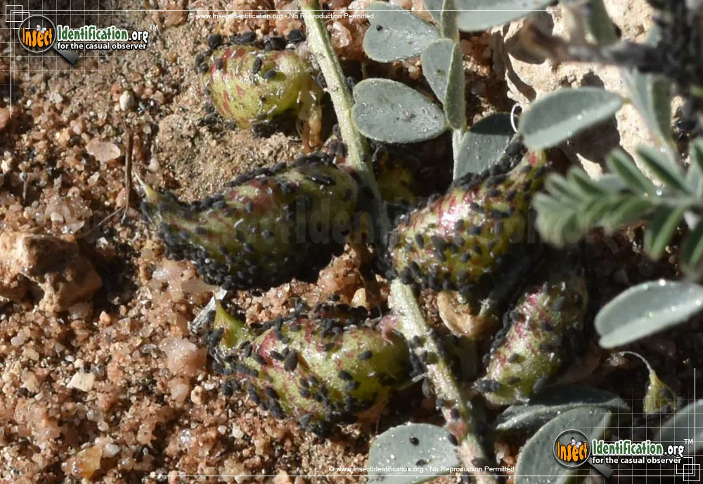 Aphids - photo 5