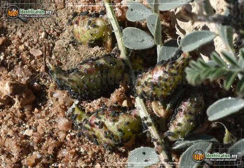 Aphids - photo 6