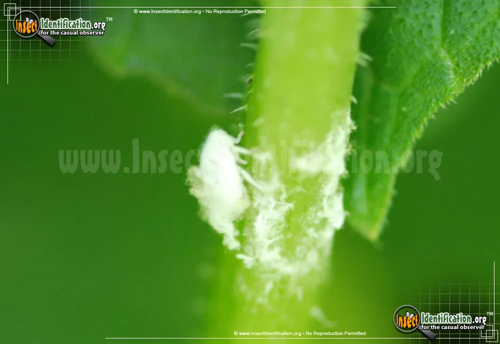 Aphids - photo 7