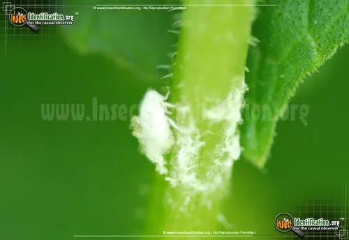 Aphids - photo 8