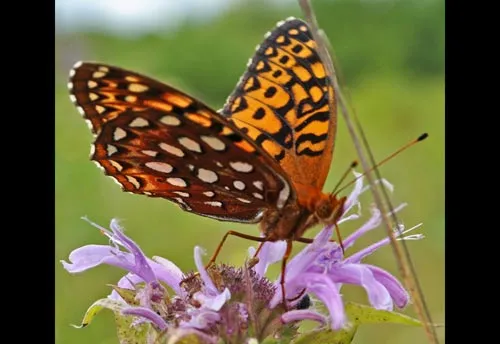 Aphrodite Fritillary Butterfly - photo 2