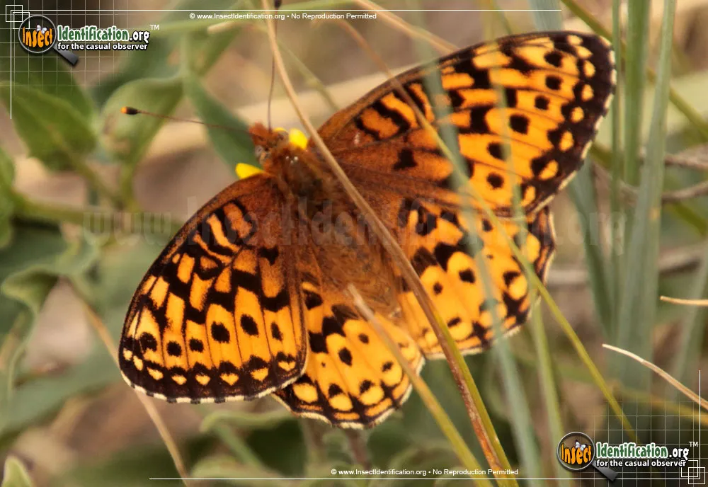 Aphrodite Fritillary Butterfly - photo 3