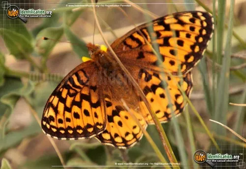 Aphrodite Fritillary Butterfly - photo 4