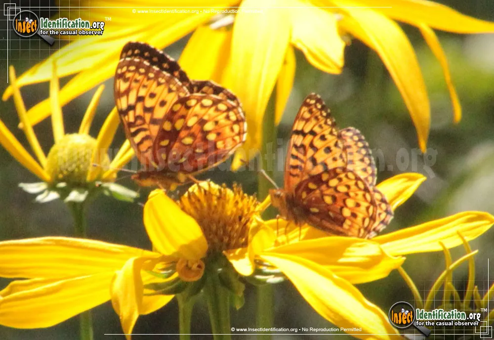 Aphrodite Fritillary Butterfly - photo 5