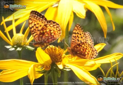 Aphrodite Fritillary Butterfly - photo 6