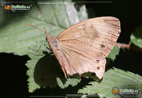 Appalachian Brown Butterfly - photo 2