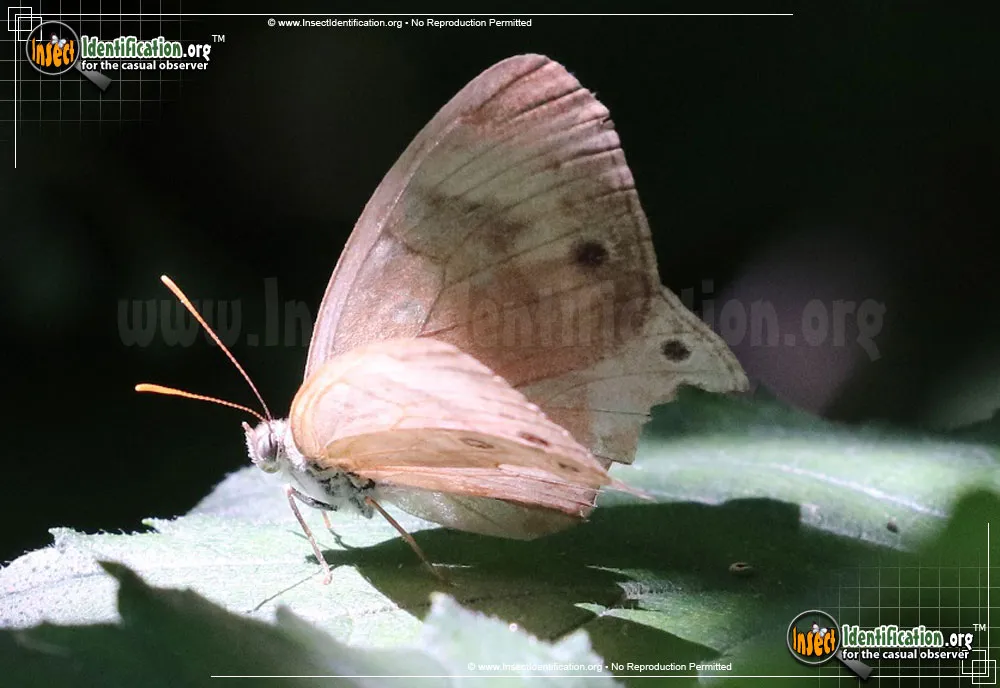 Appalachian Brown Butterfly - photo 3