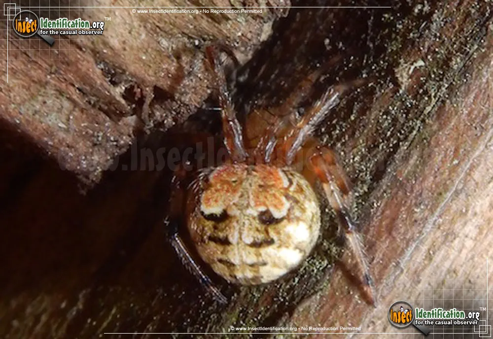 Arabesque Orbweaver