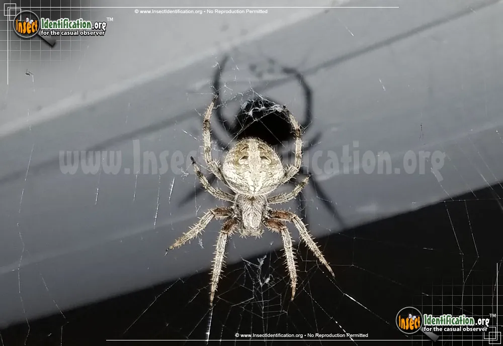 Arabesque Orbweaver - photo 3