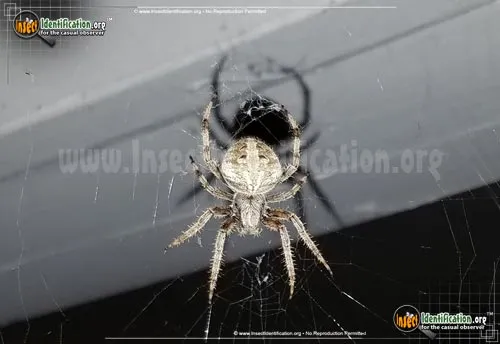 Arabesque Orbweaver - photo 4