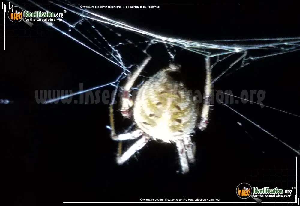 Arabesque Orbweaver - photo 5