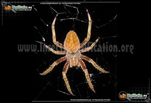 Orb Weaver - photo 2