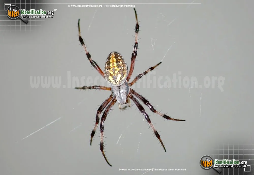 Orb Weaver - photo 3