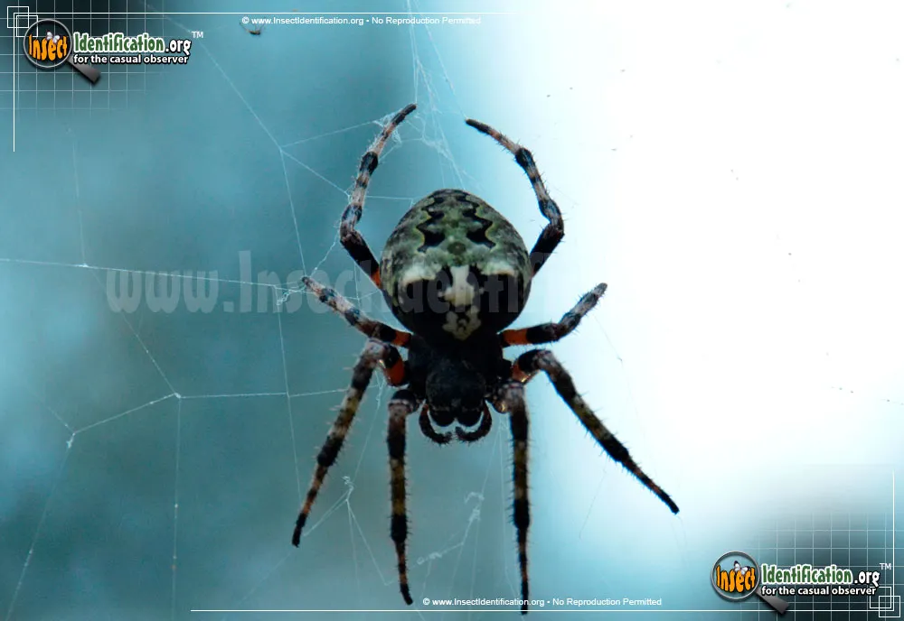 Orb Weaver - photo 5